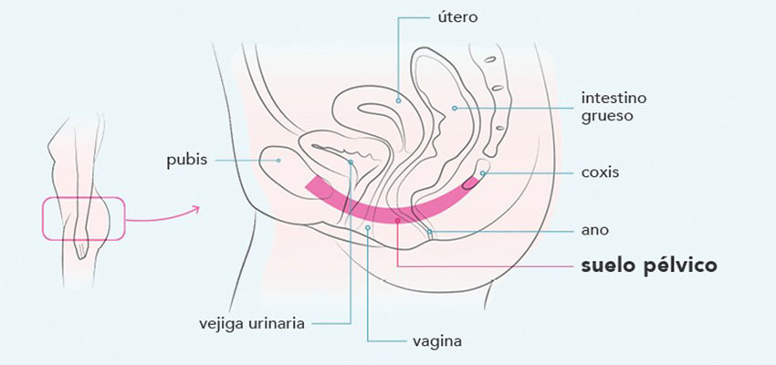 El suelo pelvico y la copa menstrual